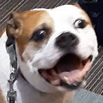 Buddy